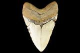 Fossil Megalodon Tooth - North Carolina #124331-2